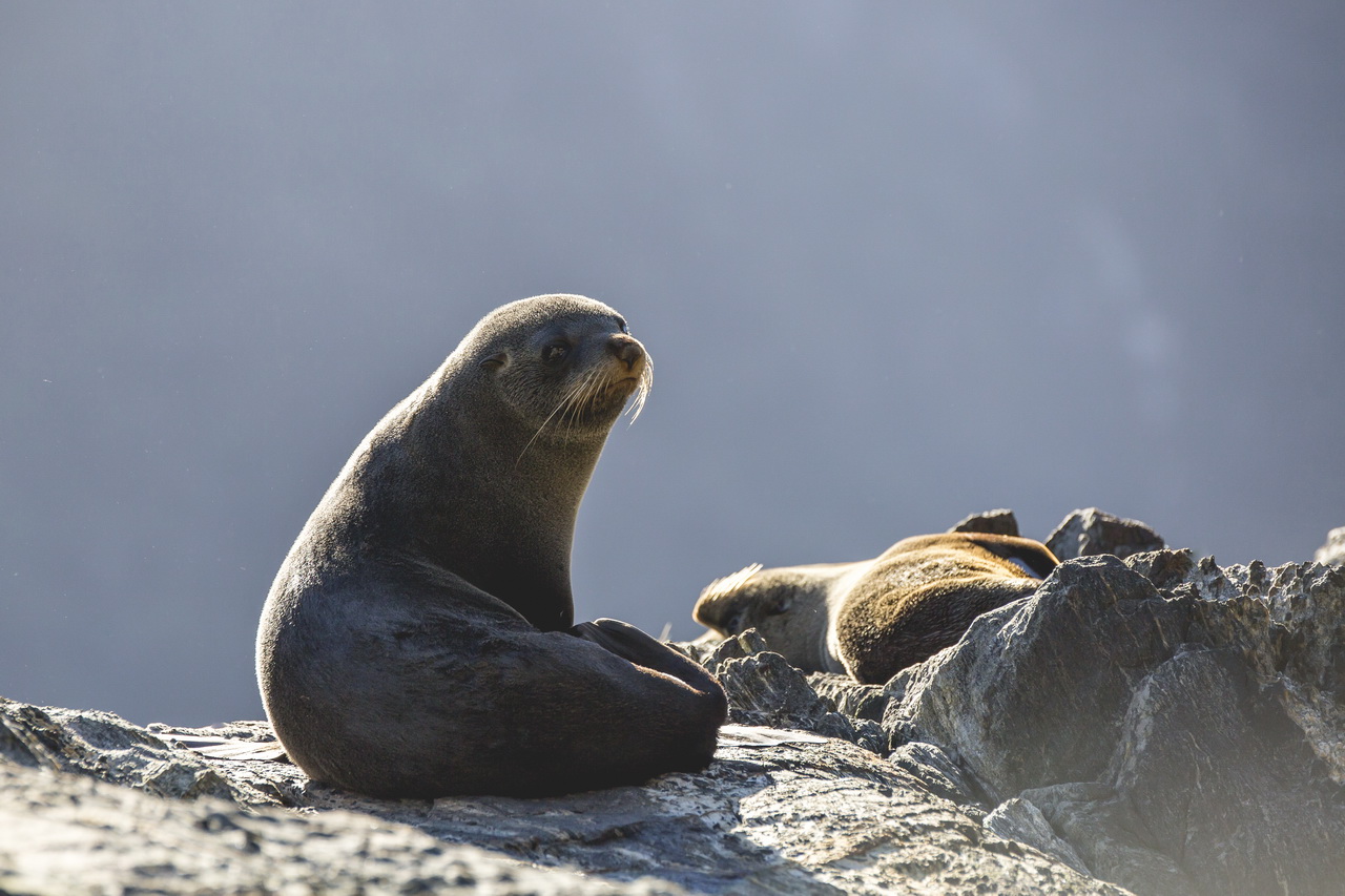 新西兰 皇后镇出发 米尔福德峡湾 飞机 游船 半日游