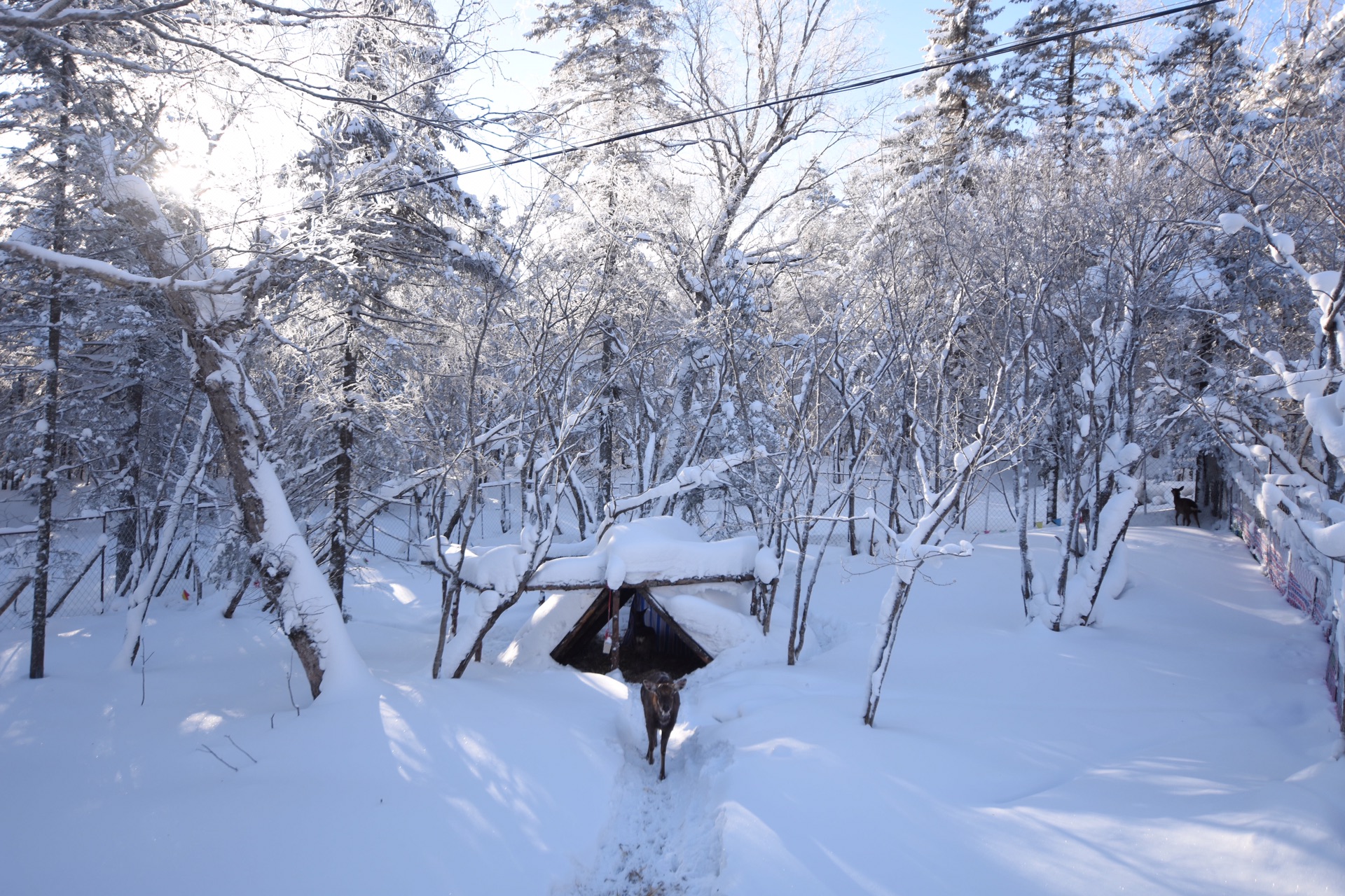 雪鄉自助遊攻略