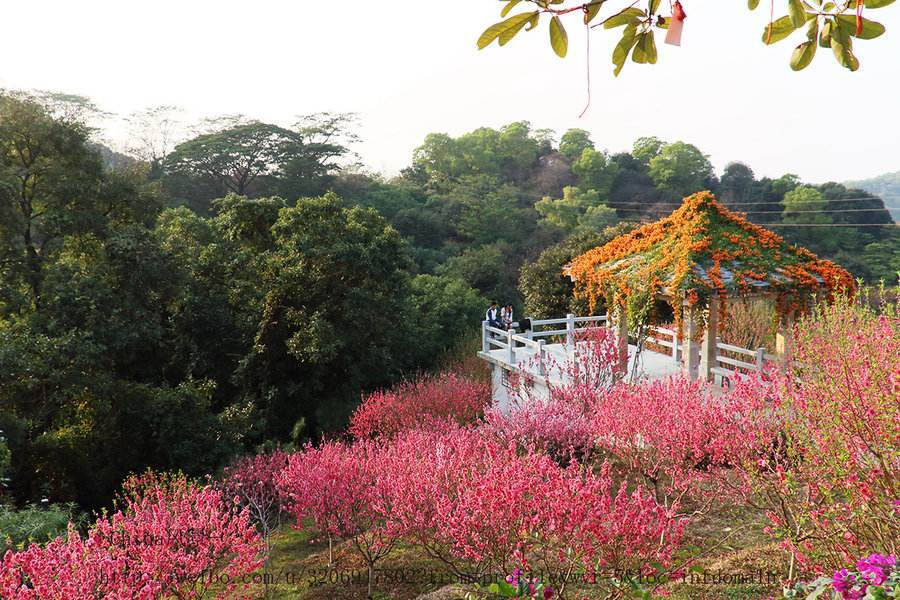 清遠 清遠燕子巖桃源生態旅遊區,遊桃花島,桃花湖,桃花山.