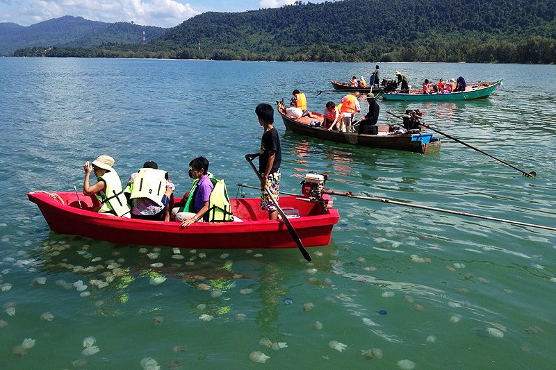               :坐船欣赏罗勇水母