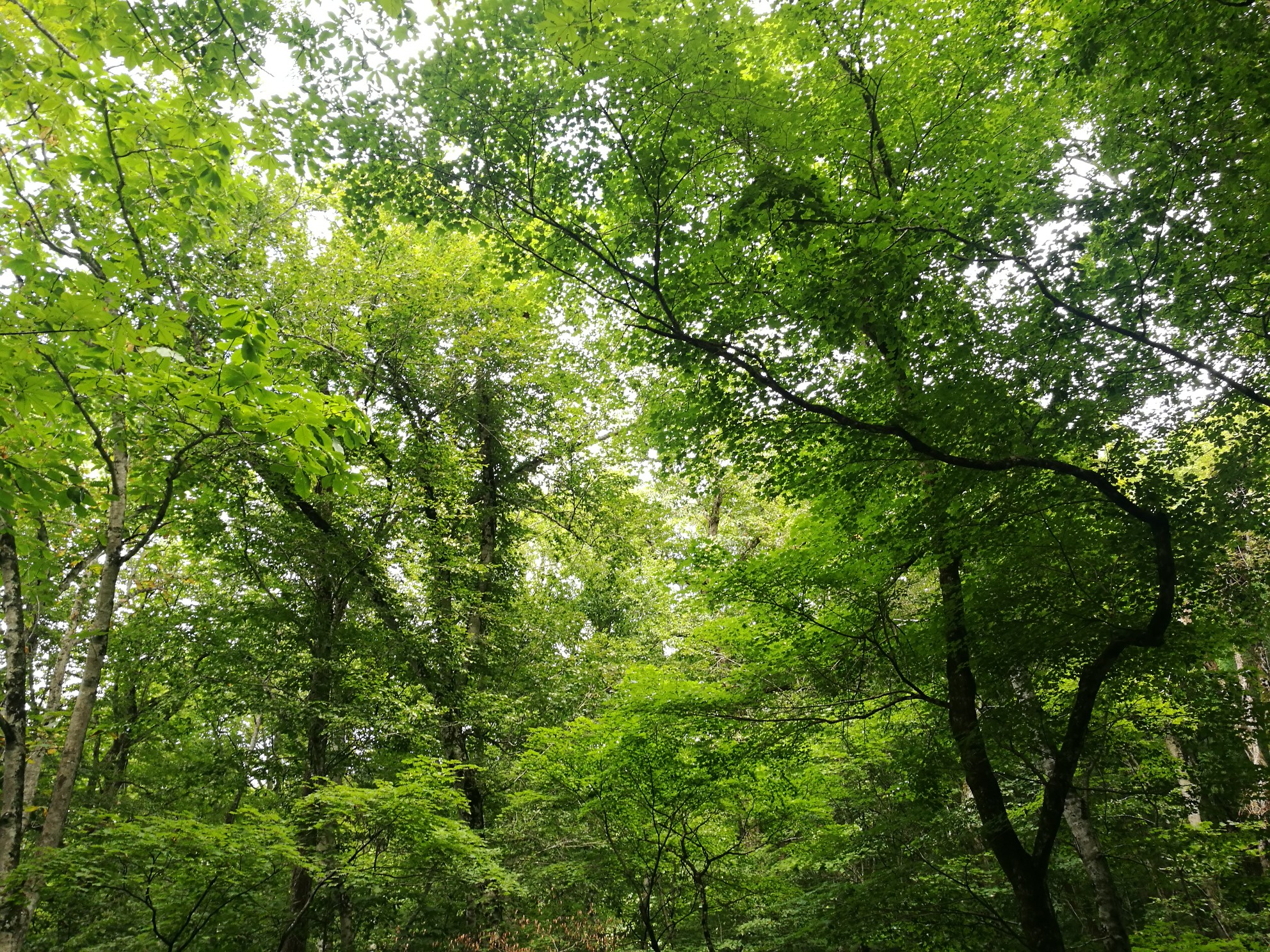 東京自助遊攻略