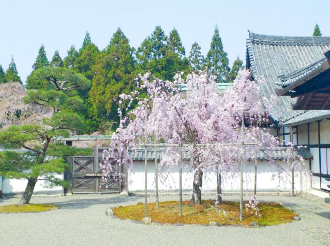 京都自助遊攻略