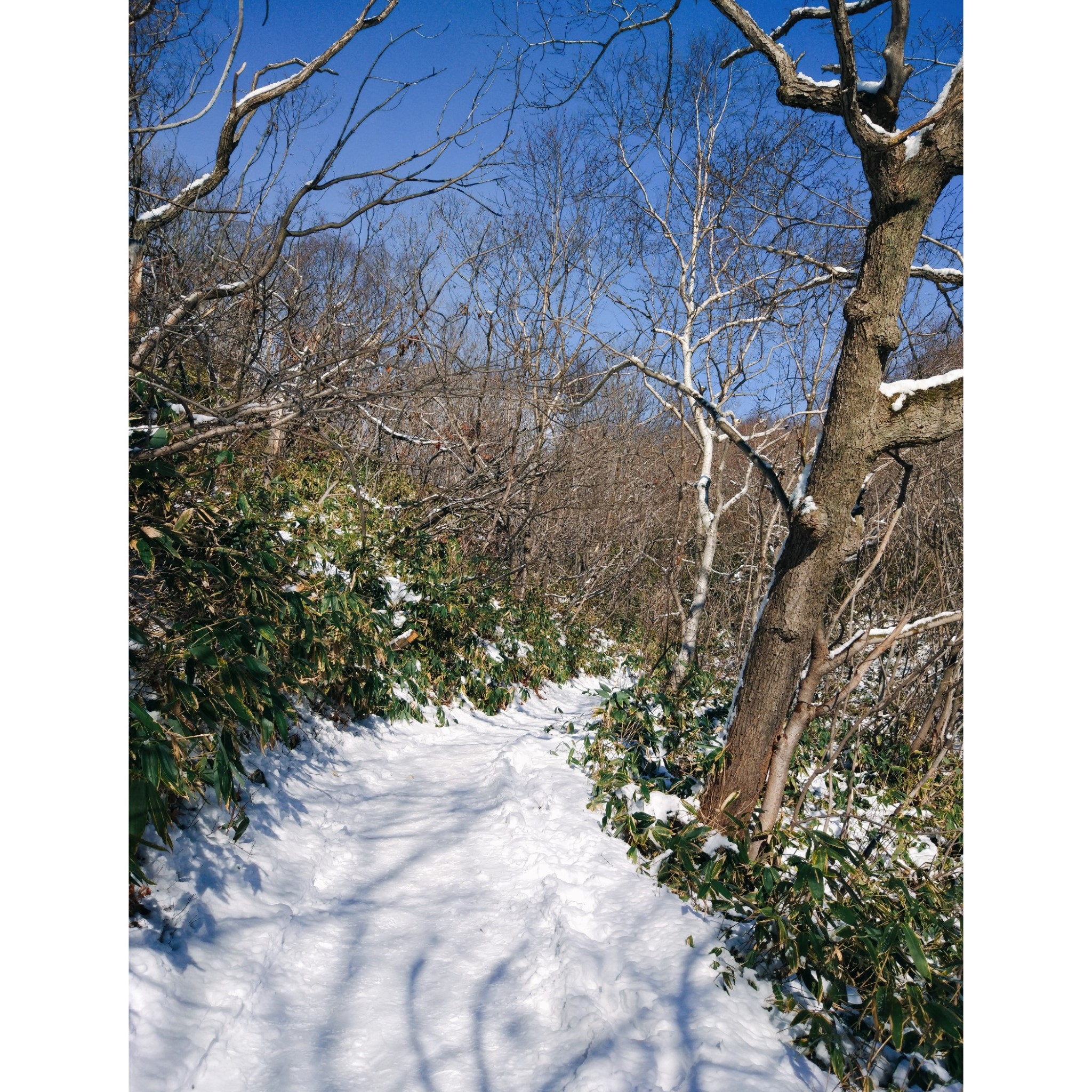 札幌自助遊攻略