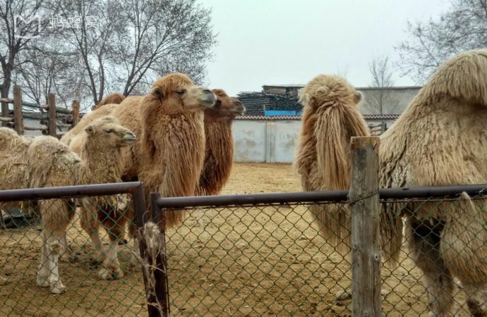 太原動物園門票 馬戲表演 猴山 虎園 熊貓園(即拍即出)