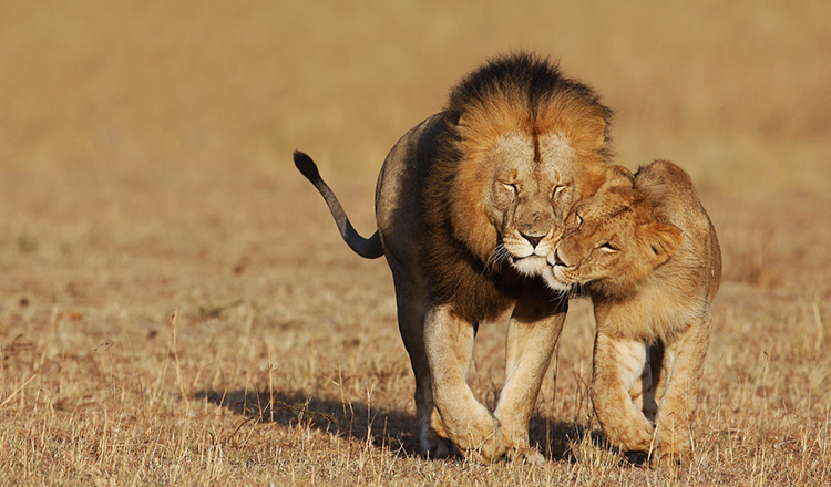 肯尼亚普通签证