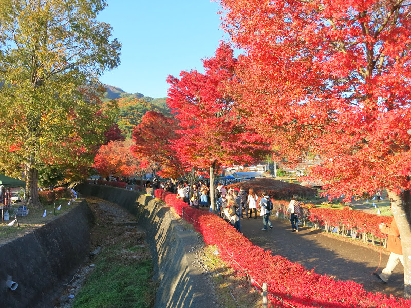 金秋红叶日本富士山河口湖赏枫一日游 五合目 红叶回廊 忍野八海 御殿场嗨购 马蜂窝自由行 马蜂窝自由行