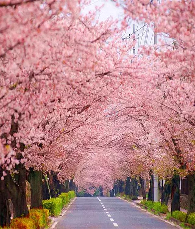 日本樱花季完结篇|东北及北海道花期预测&赏樱名所