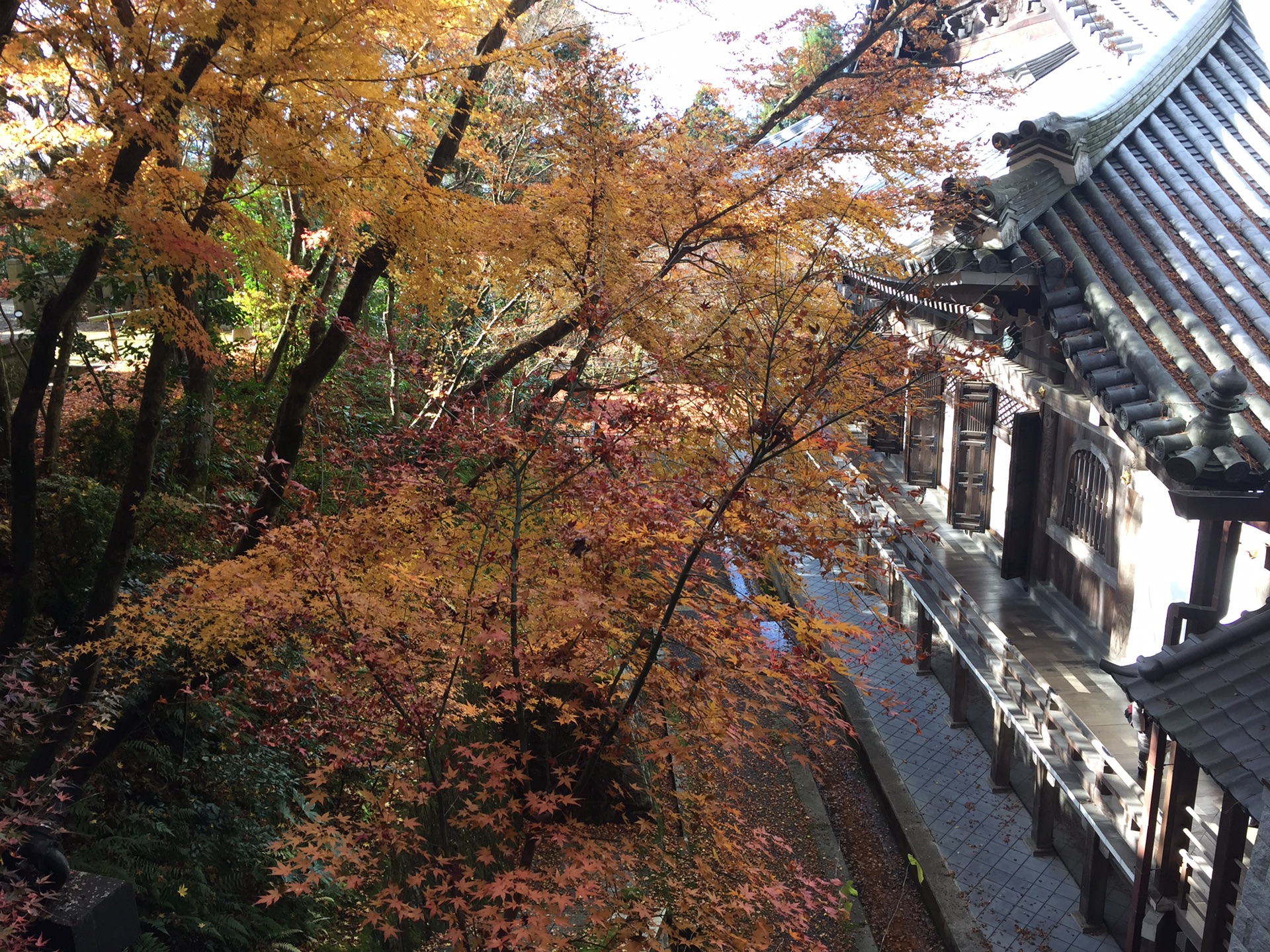 京都自助遊攻略