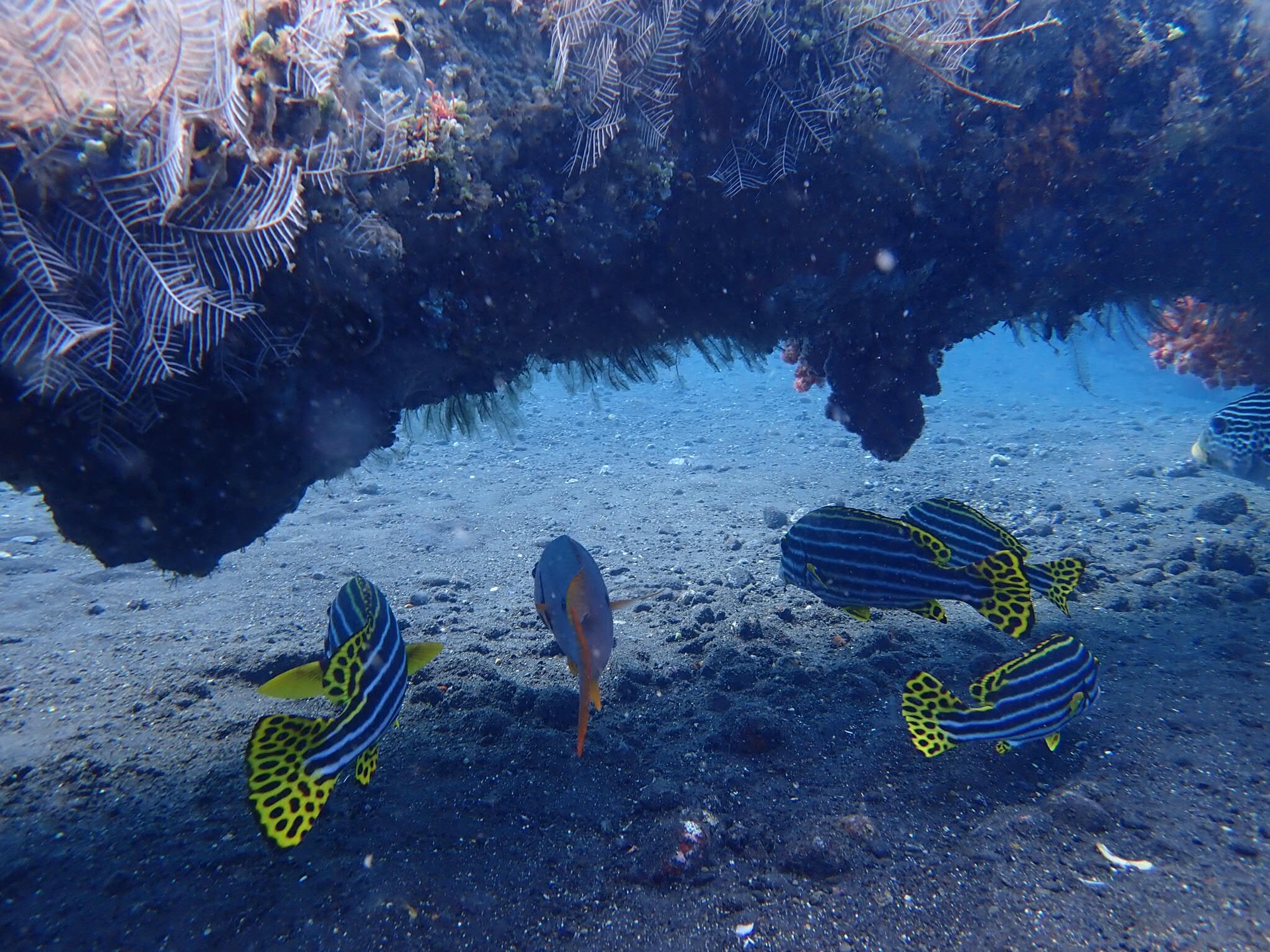 巴厘岛经济总量_巴厘岛