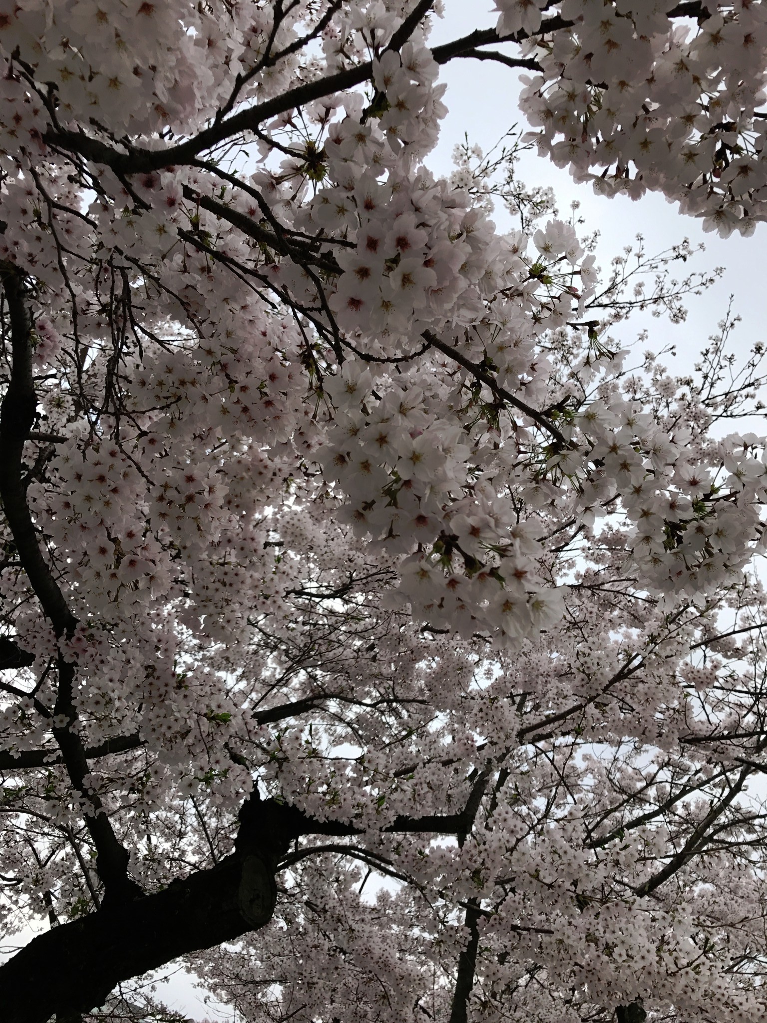 广岛恋人樱花图片图片