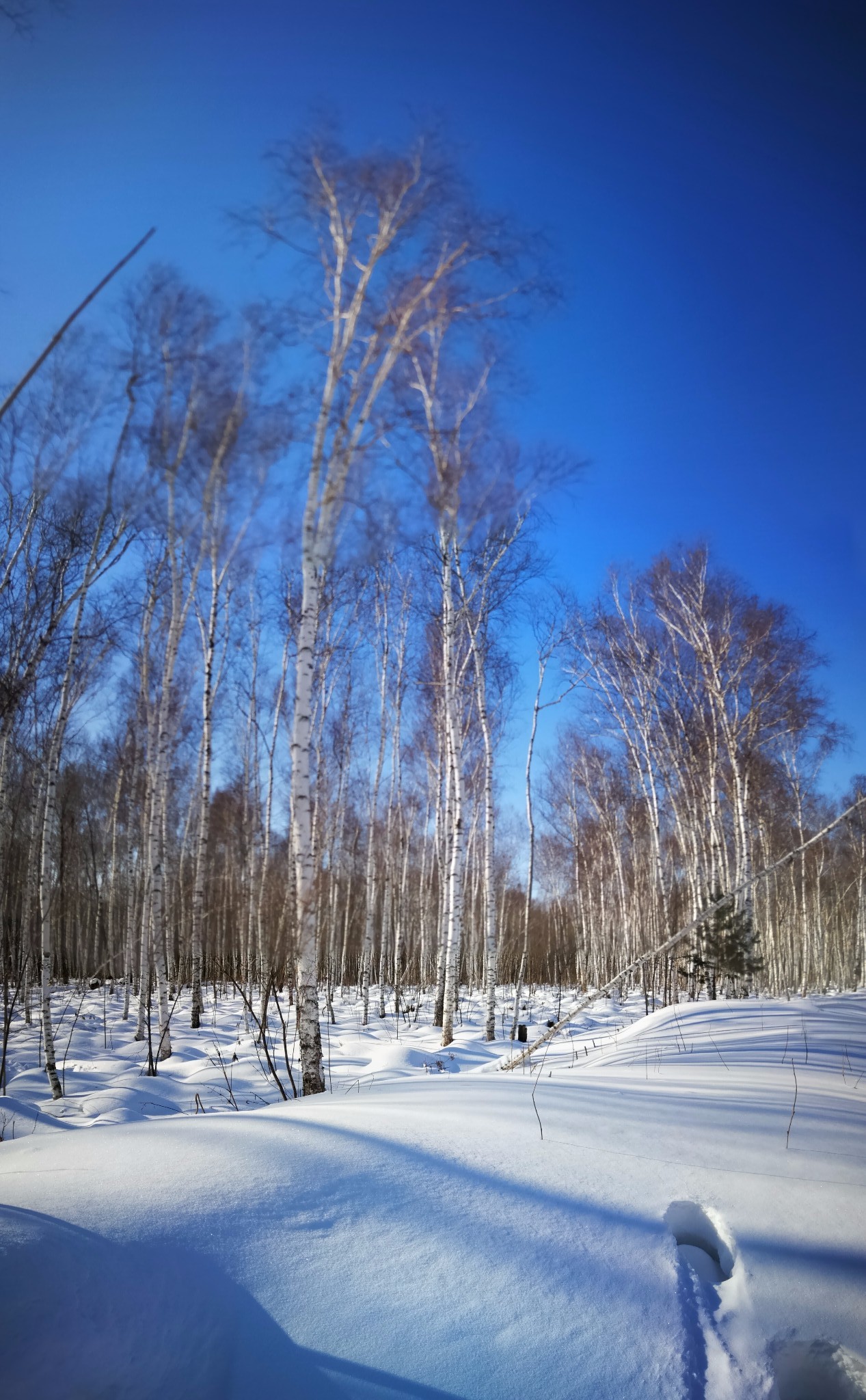 雪鄉自助遊攻略