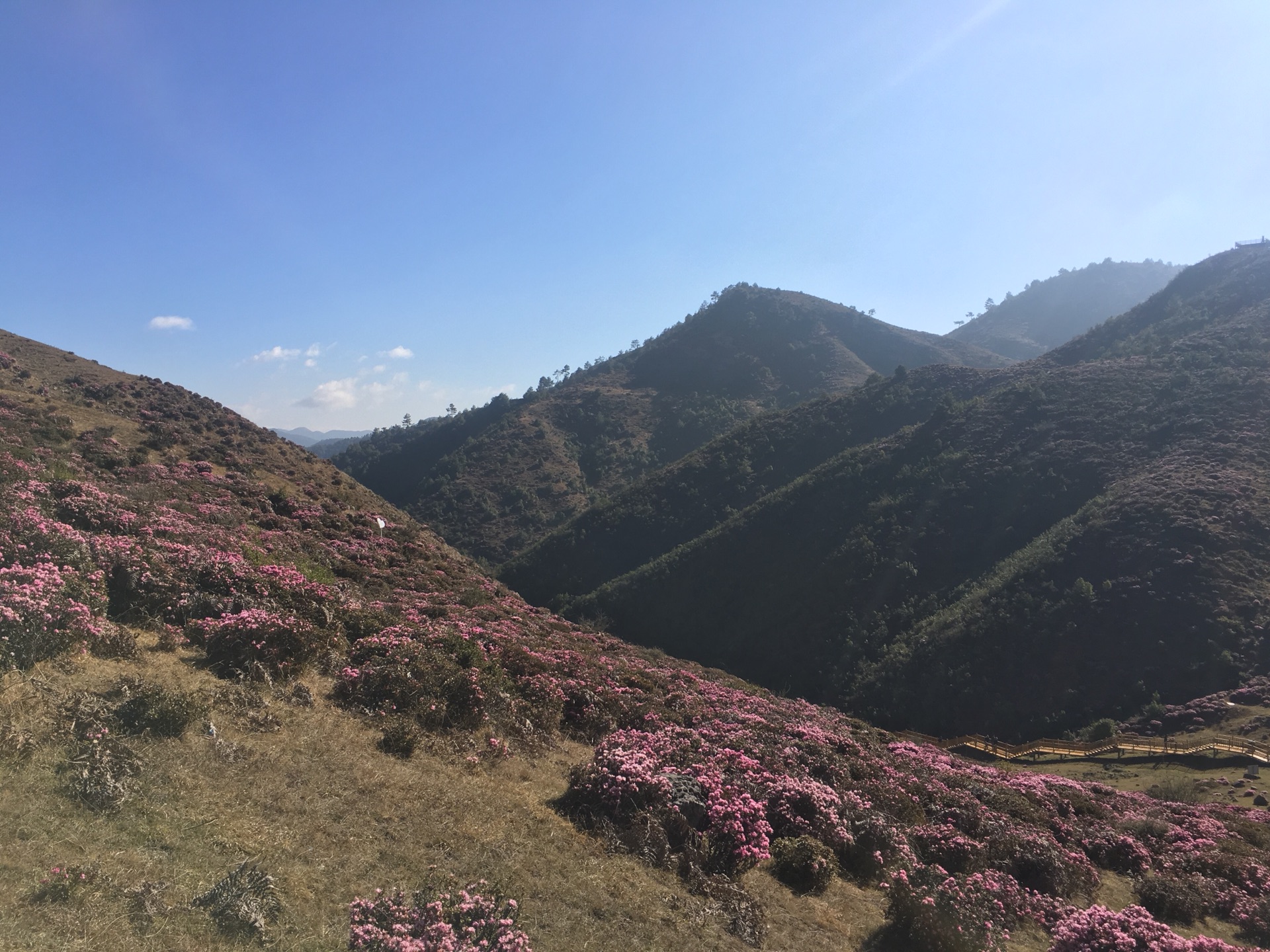 2018祿勸馬鹿塘看花山