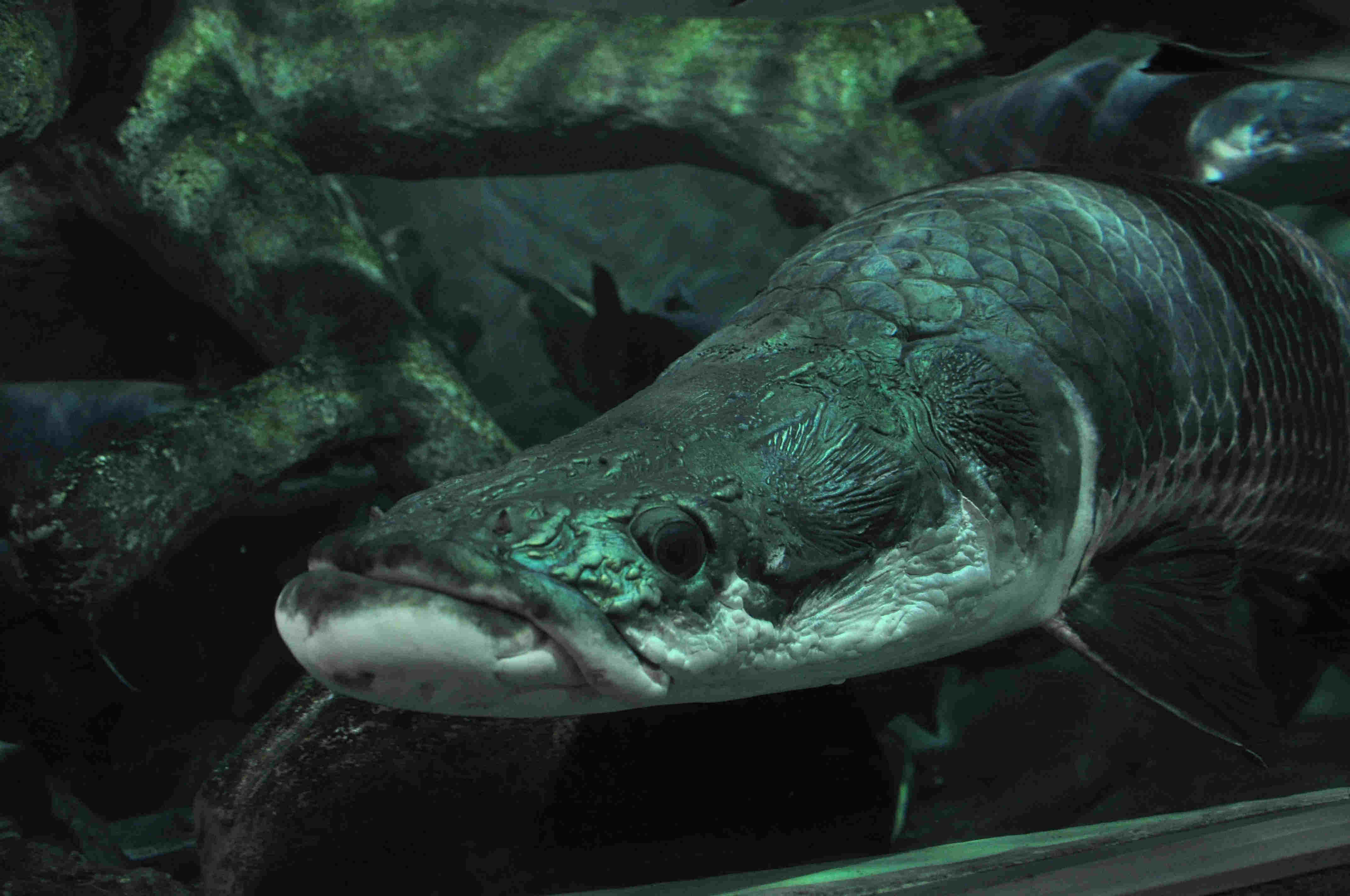 温度常年保持在26℃,当游客进入隧道,映入眼帘的是成群游弋的"浪人鲹"