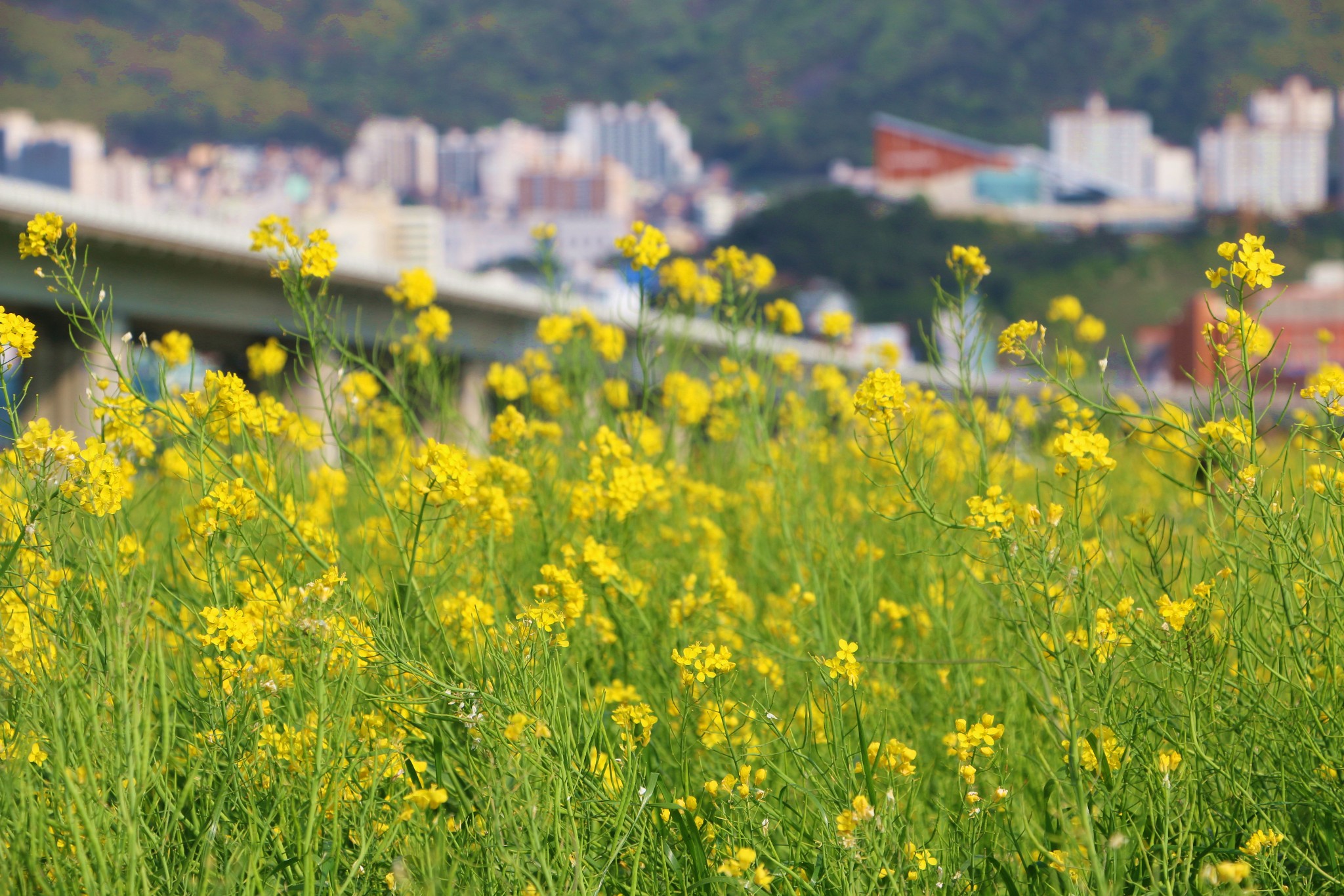 釜山自助遊攻略