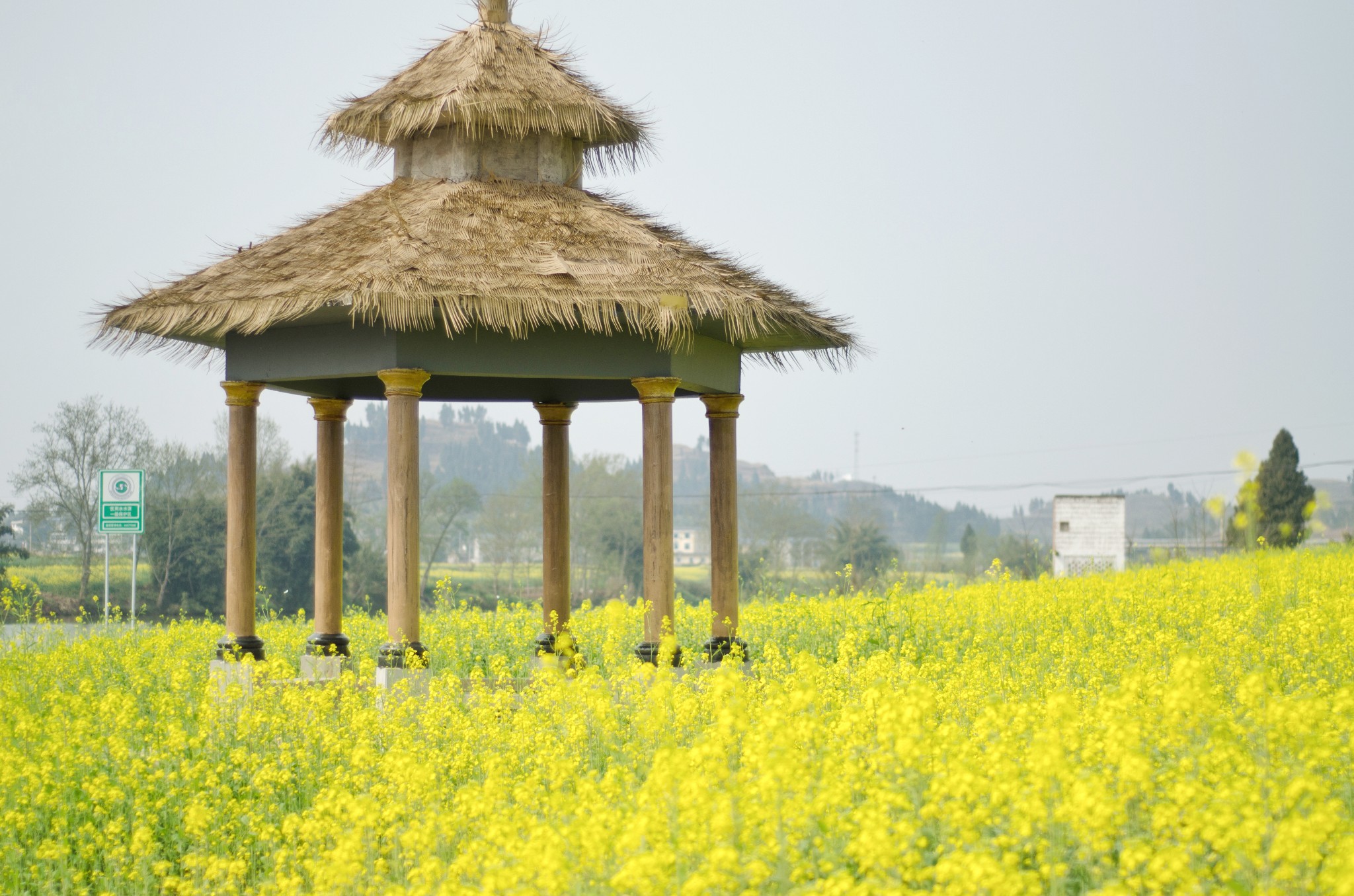 潼南崇龛油菜花