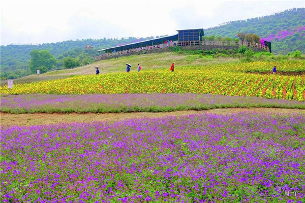 成都双流杨梅小镇门票杨梅采摘品尝体验可随时预订 马蜂窝自由行 马蜂窝自由行
