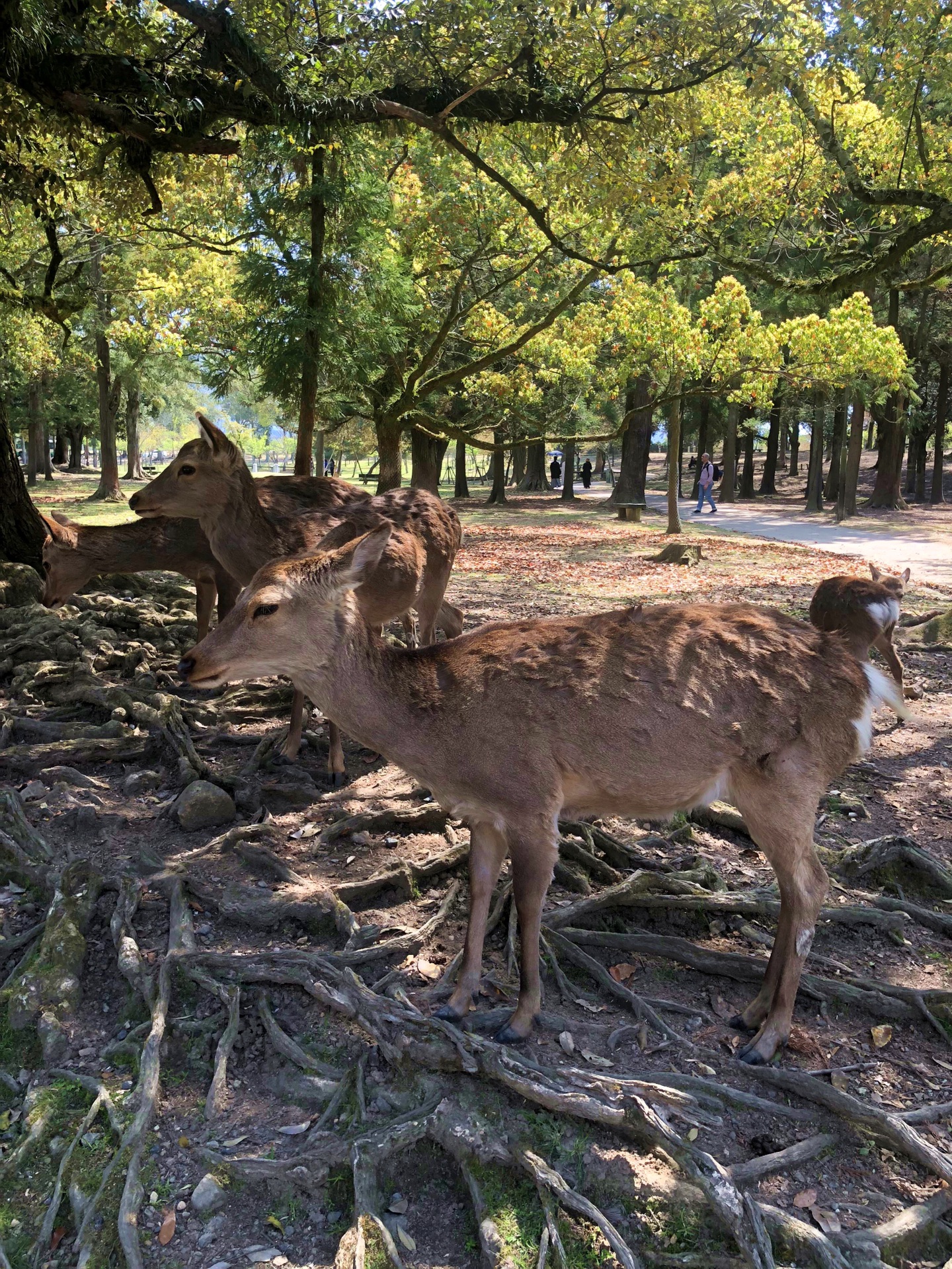 大阪自助遊攻略