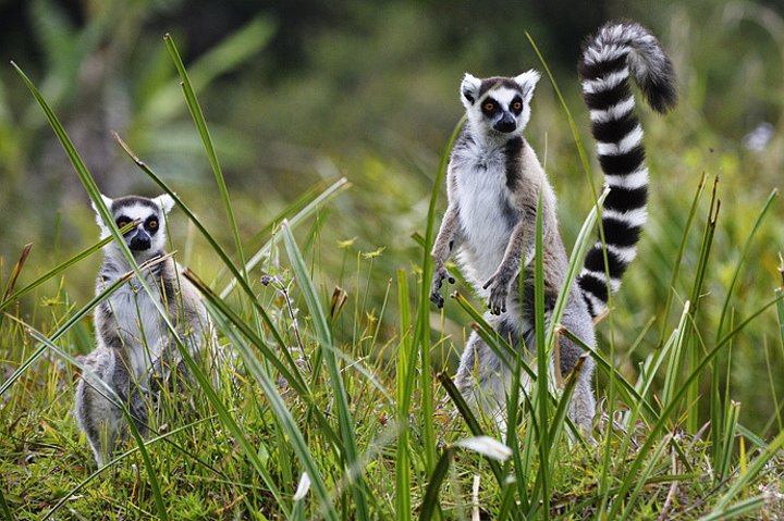 马达加斯加南部人与自然之旅7日游6晚