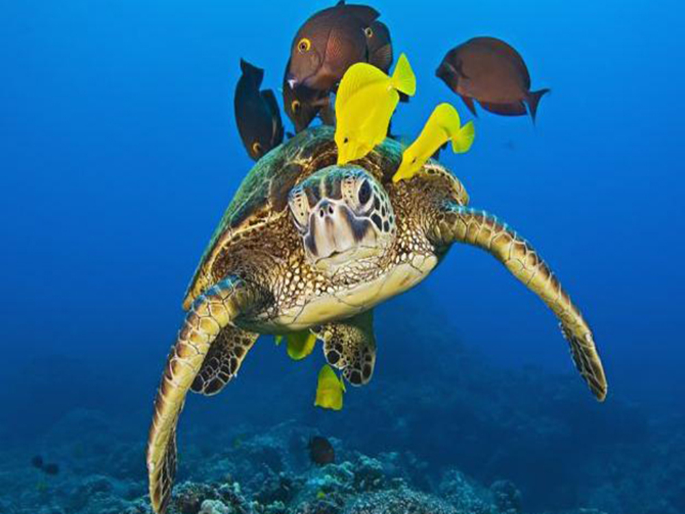 消暑力荐 杜马盖地 · 奥斯洛布鲸鲨半日游(升级体验潜水 近距离接触