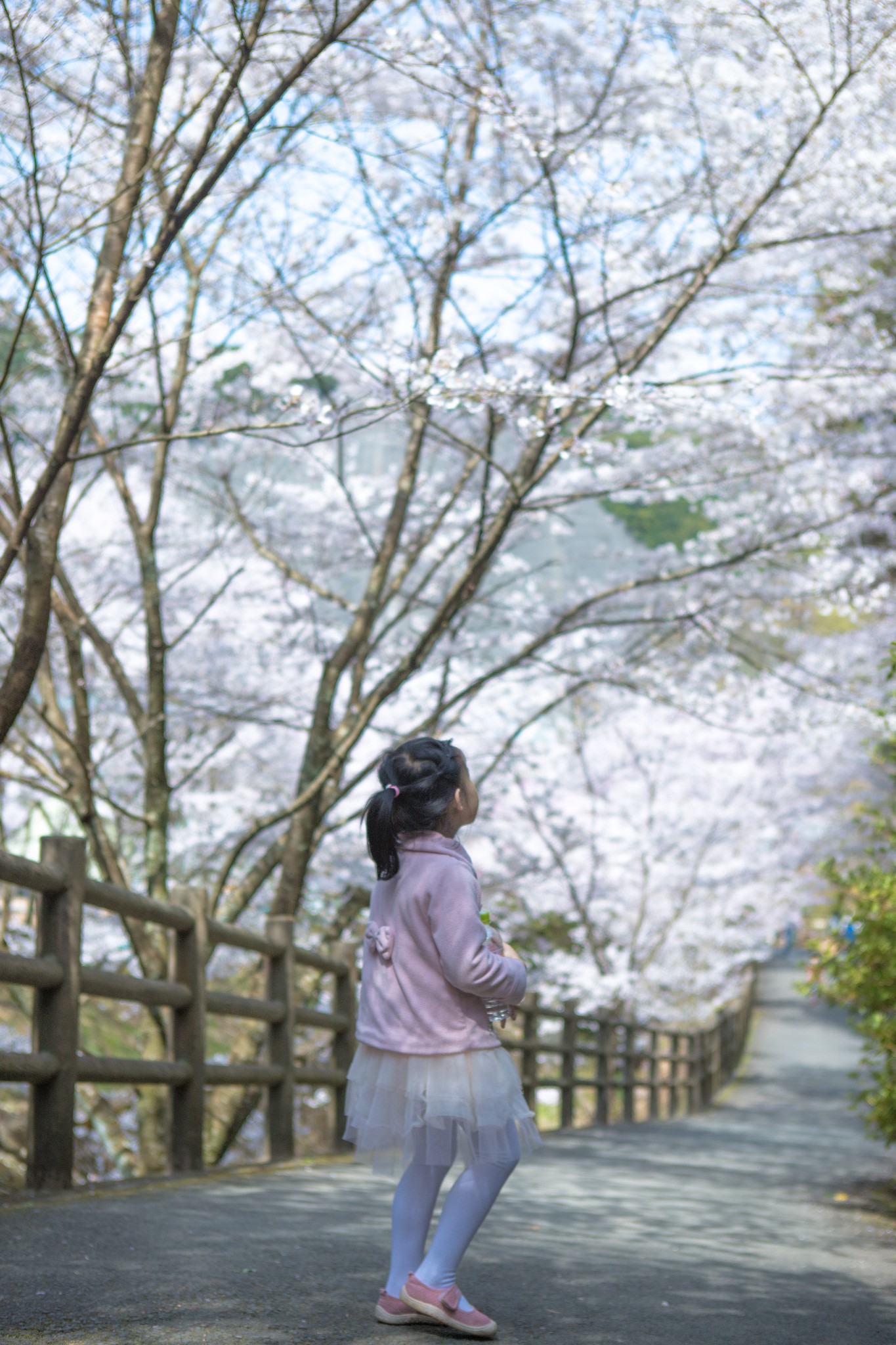 和歌山市自助遊攻略