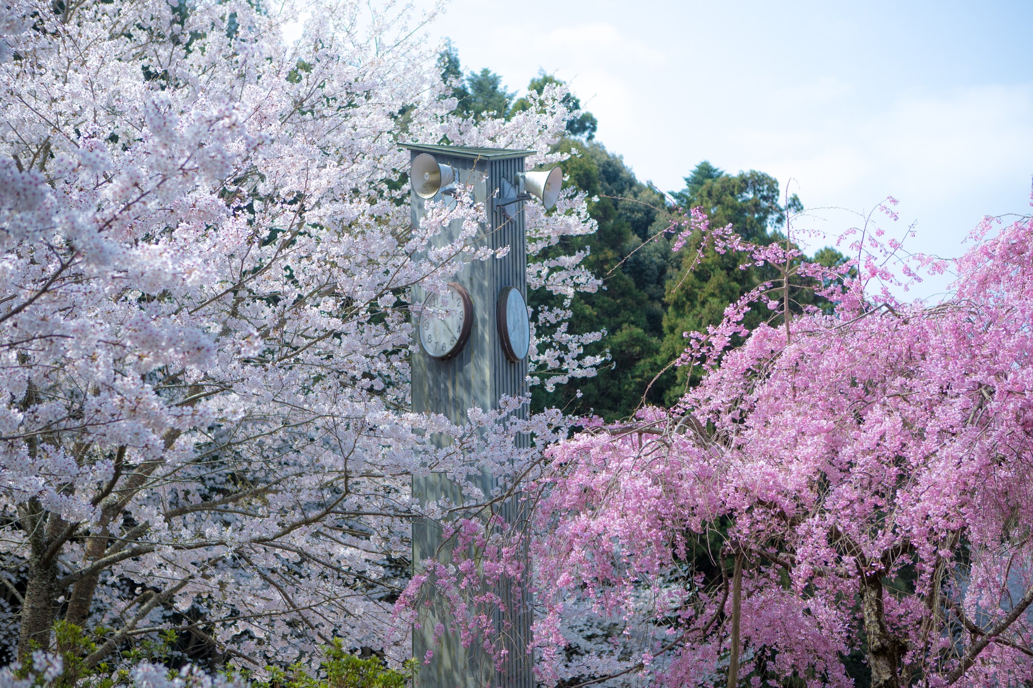 和歌山市自助遊攻略