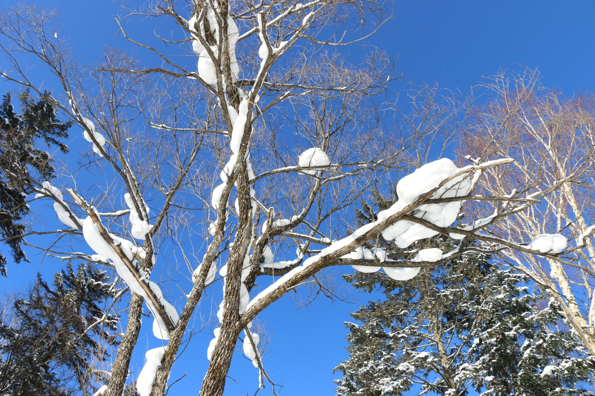 雪鄉自助遊攻略