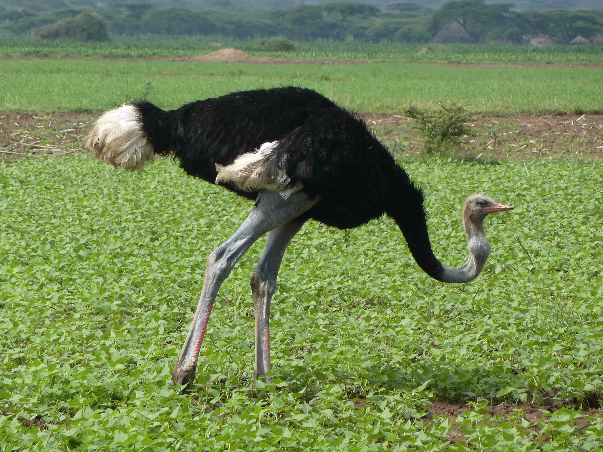  :藍腿索馬里鴕鳥.