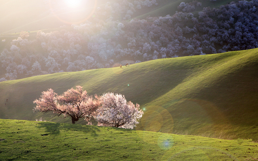 新疆伊犁杏花沟踏春 赏杏花5日包车游(新源 果子沟大桥 赛里木湖