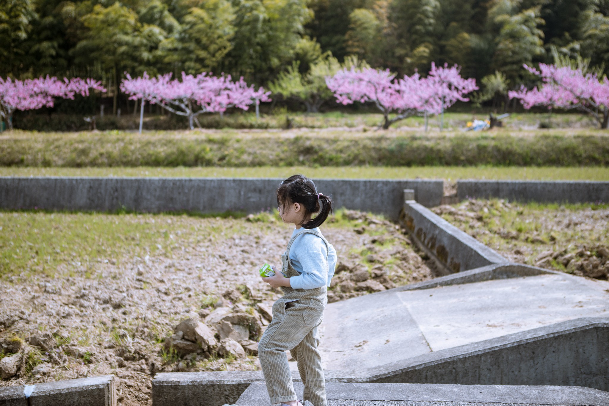 和歌山市自助遊攻略