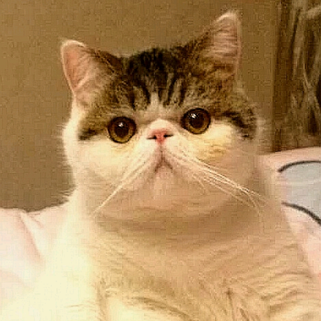子博