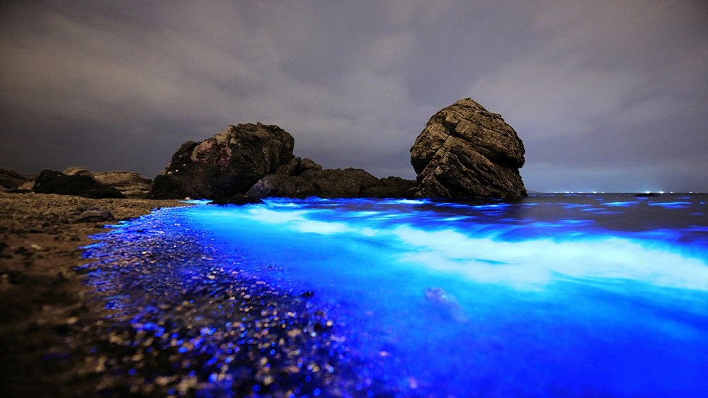 浙江花鸟岛荧光海图片