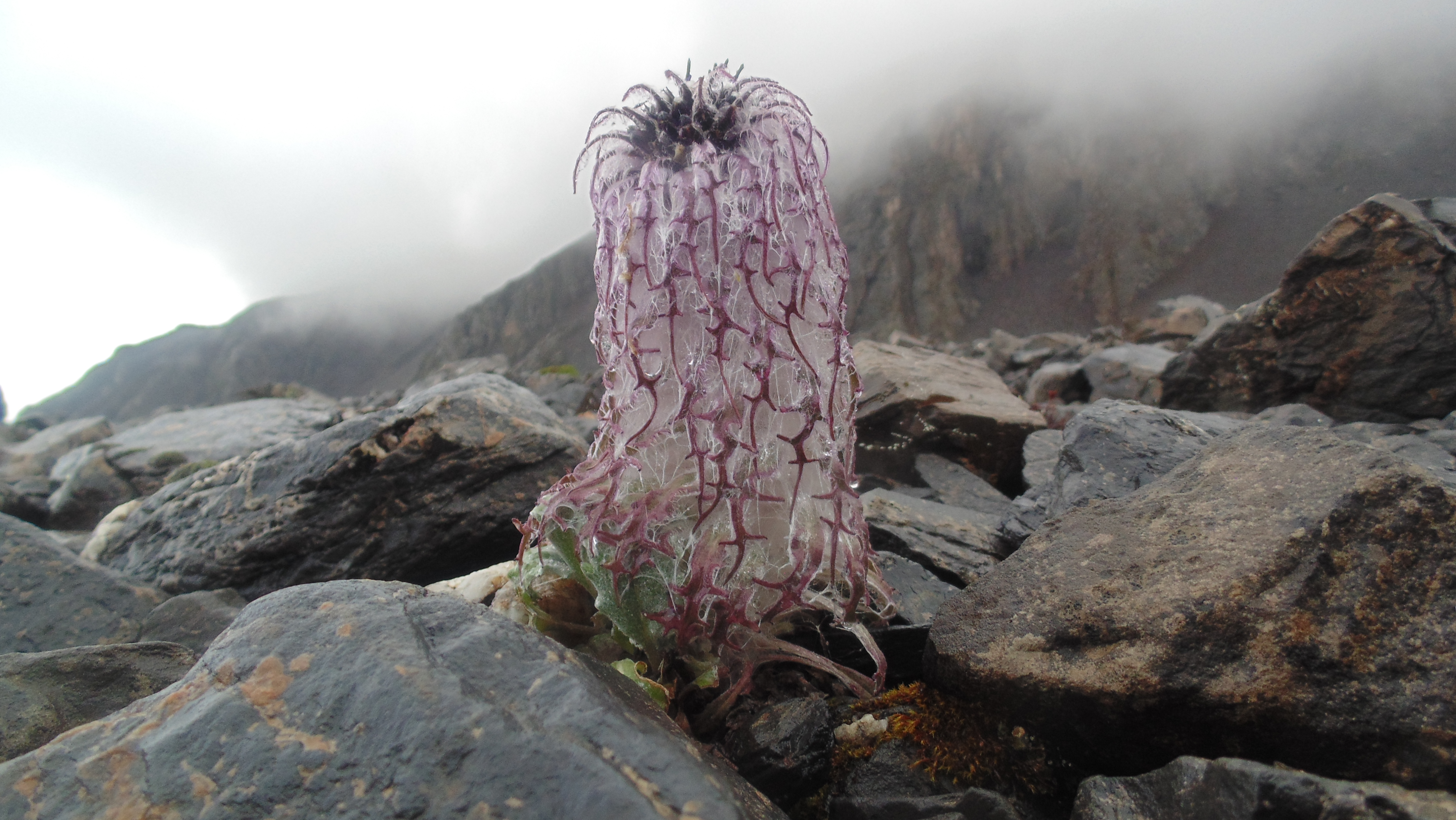 行色---在四姑娘的遇见