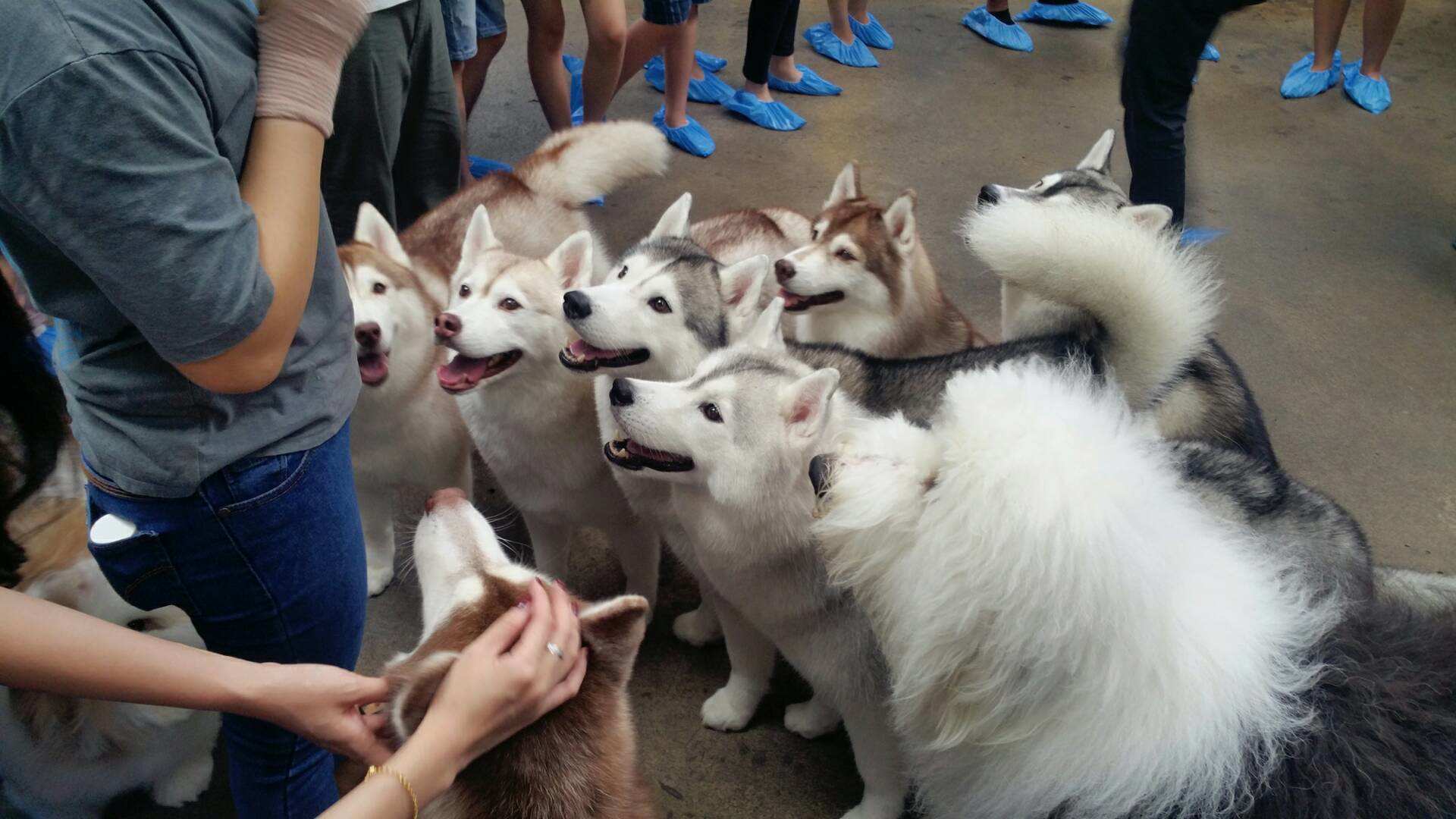 你们所谓的哈士奇餐厅,其实人家叫真爱咖啡馆好不啦