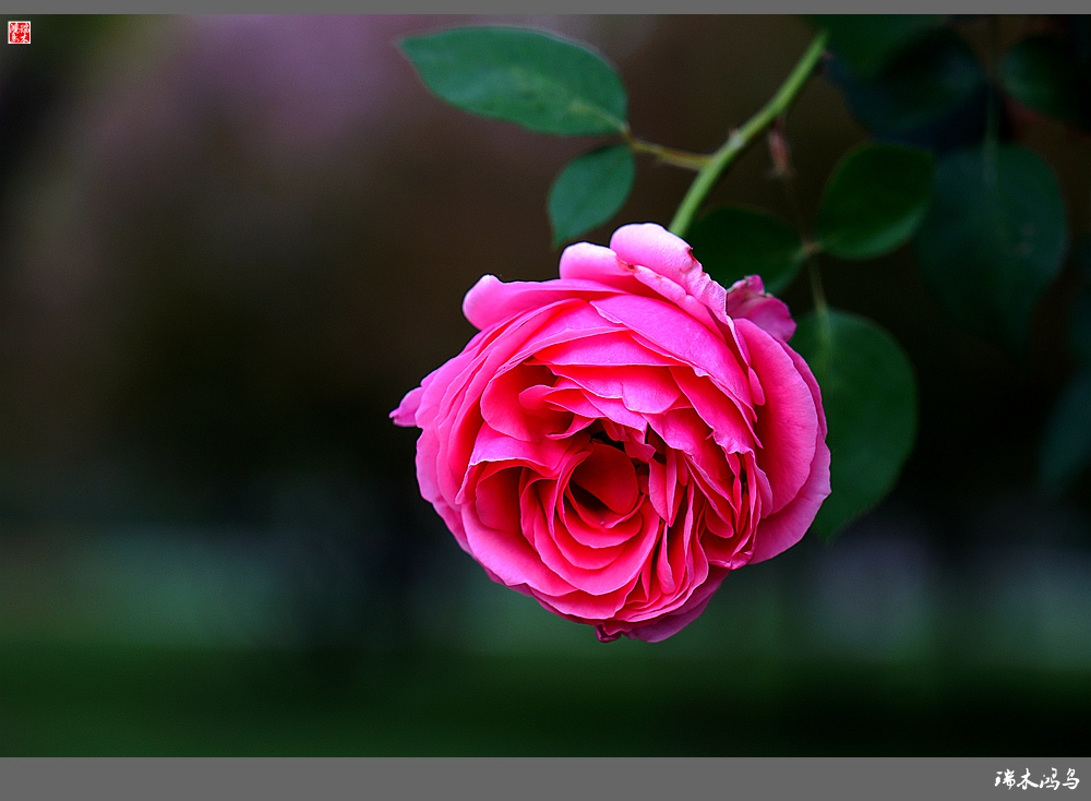 wKgBEFsKBA2AZYKPAAflo5xRxeQ18.jpeg?imageView2%2F2%2Fw%2F680%2Fq%2F90%7CimageMogr2%2Fstrip%2Fquality%2F90