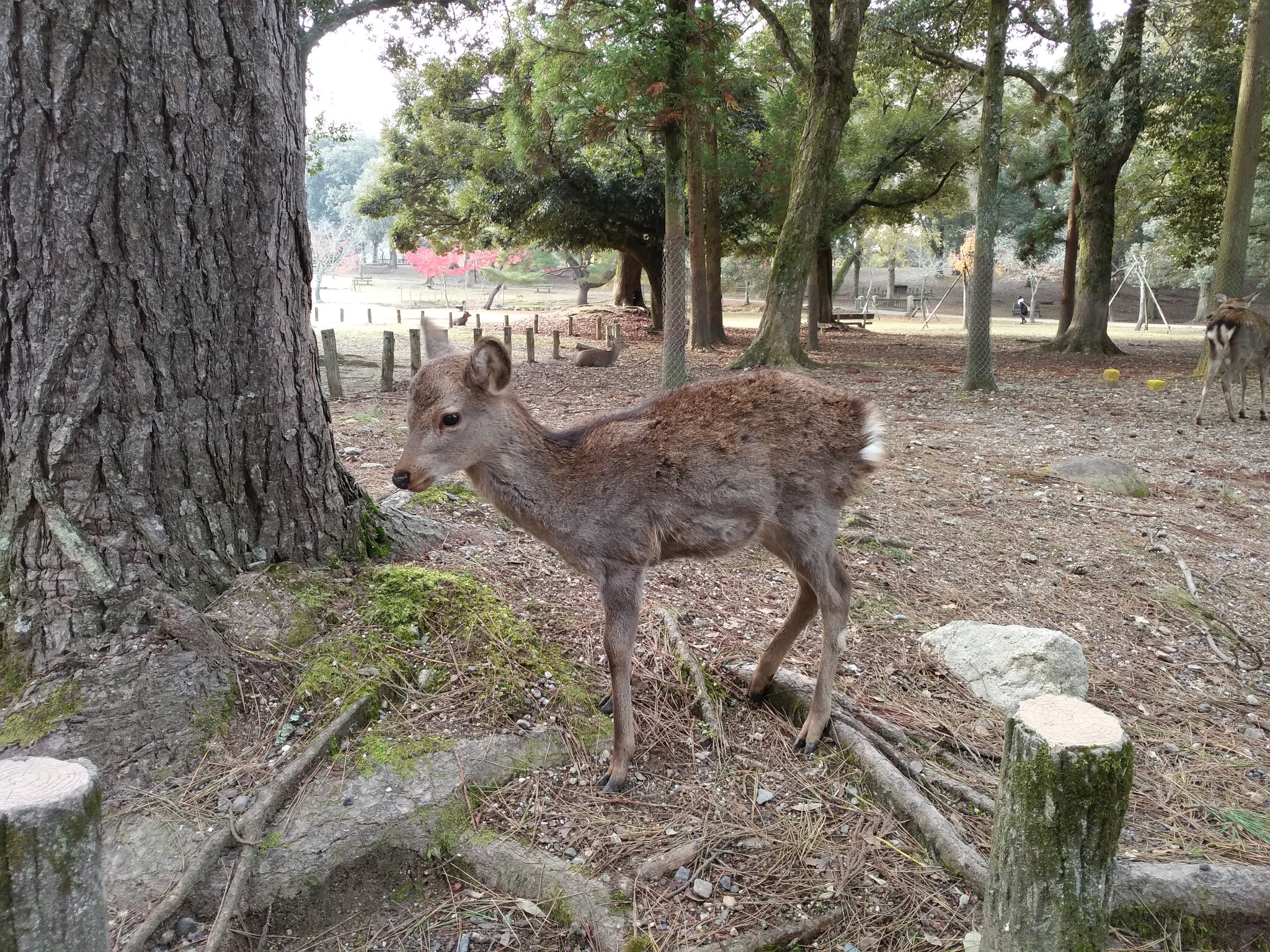 京都自助遊攻略