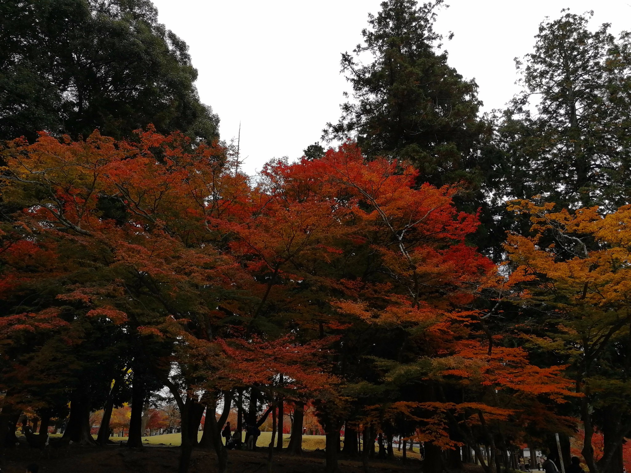 京都自助遊攻略