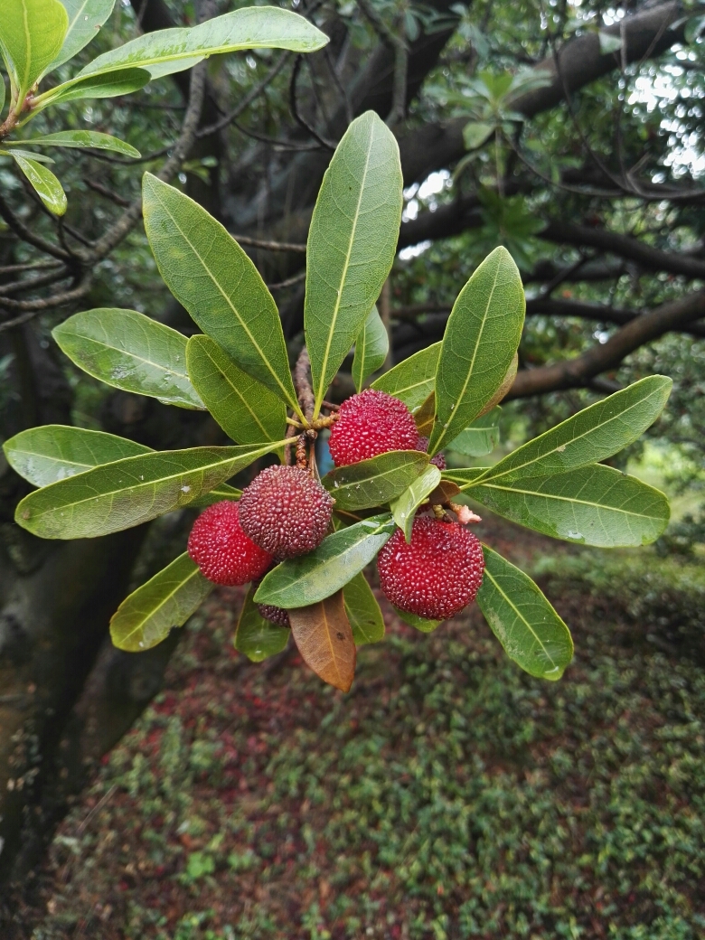 树枝上挂满了杨梅看着很是喜人!