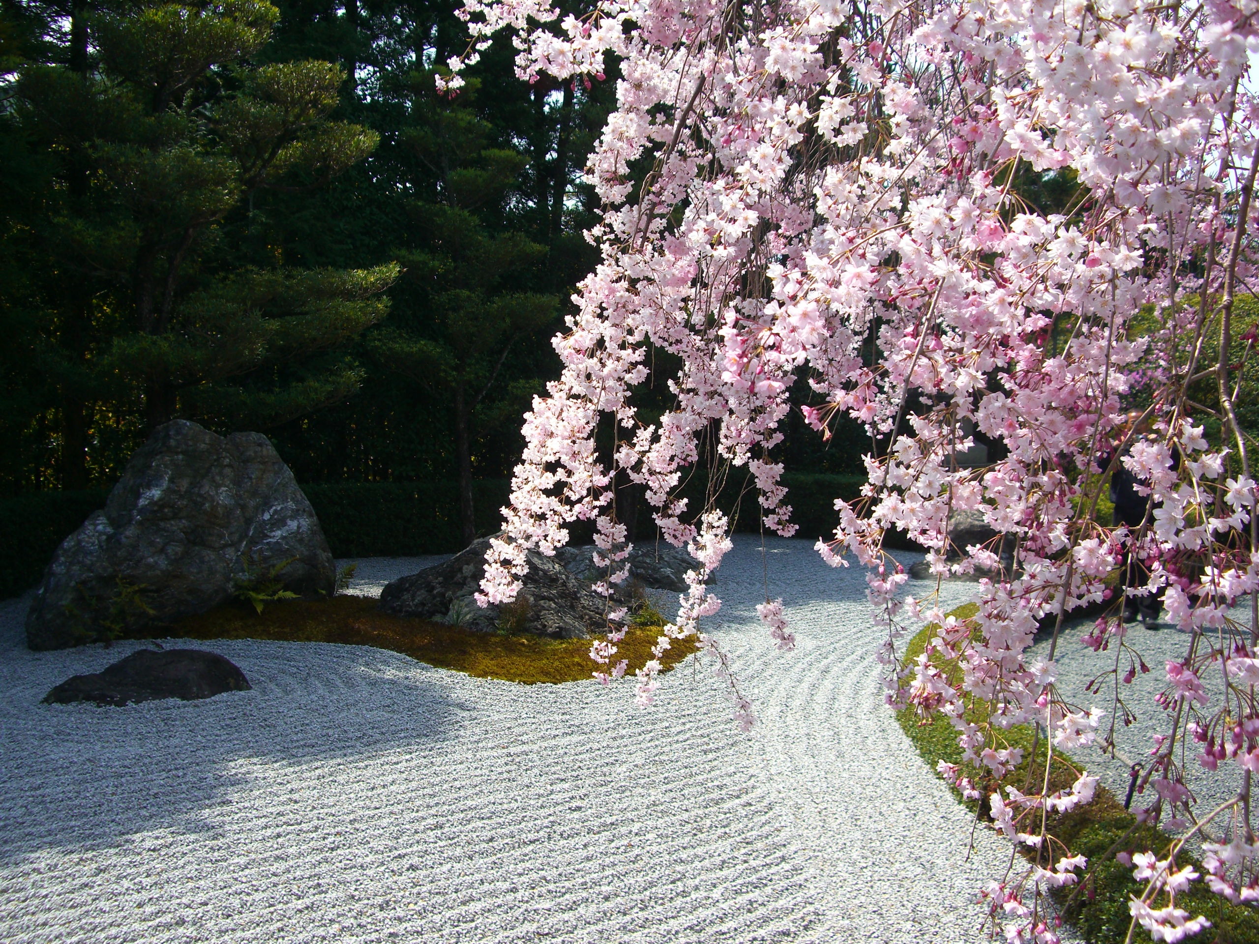 京都大觉寺 退藏院庭园 神泉苑 平安神宫赏樱花一日游 京都站直发舒适大巴 马蜂窝自由行 马蜂窝自由行