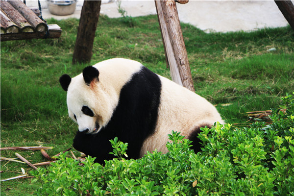 【官方正品·入園保障】安徽宿州野生動物園門票 電子票/成人票/親子