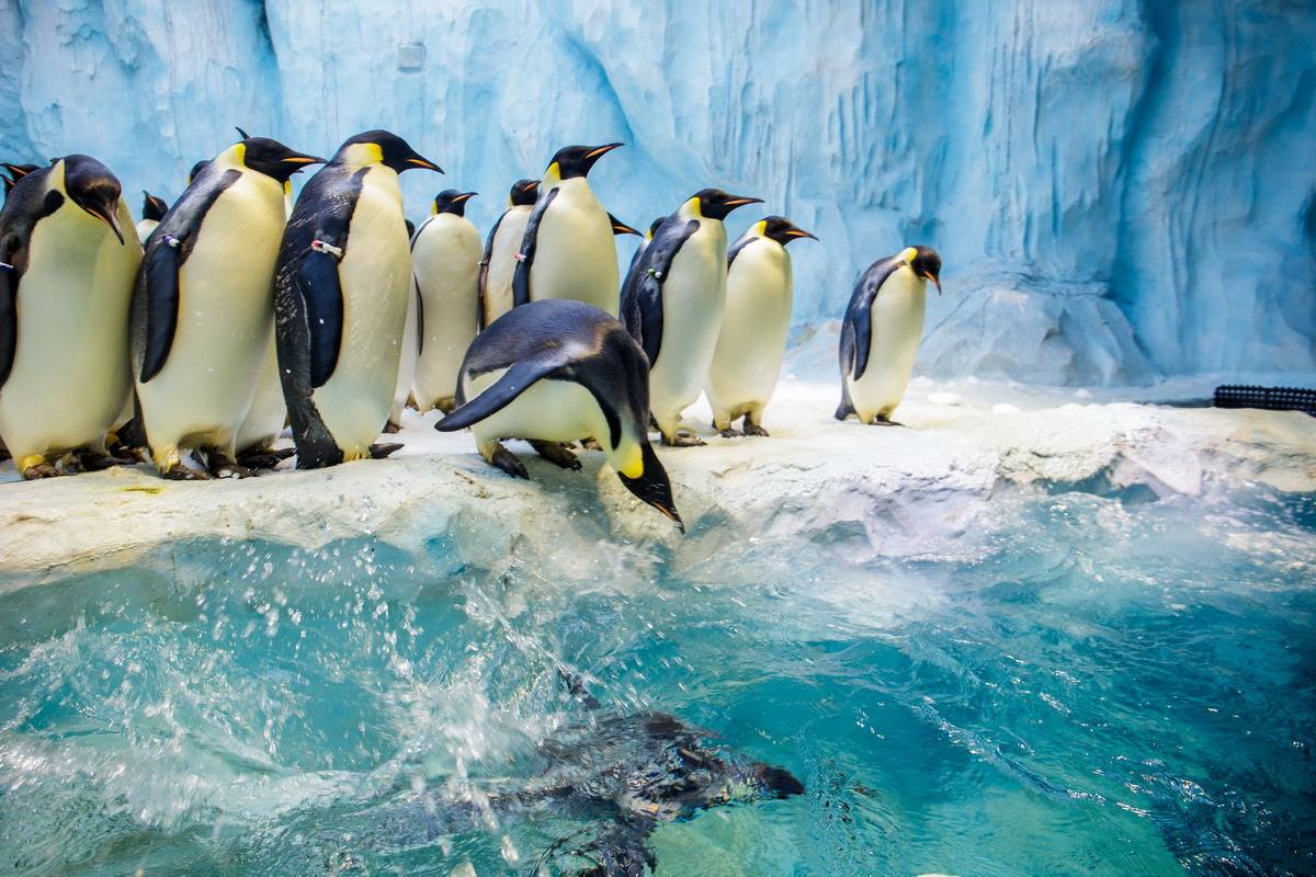 这些亮点不能错过!珠海横琴长隆海洋王国攻略