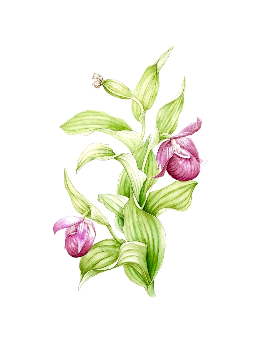 lians 作品 【lian博物绘画全国巡展】