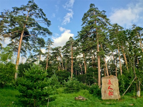 美人松苑有美人松千余株,百年以上的古松三百多株.