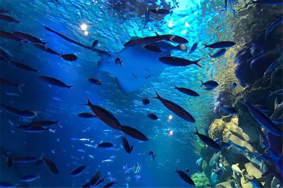 城市里的海洋世界,让我们更近距离的感受大海的魅力.