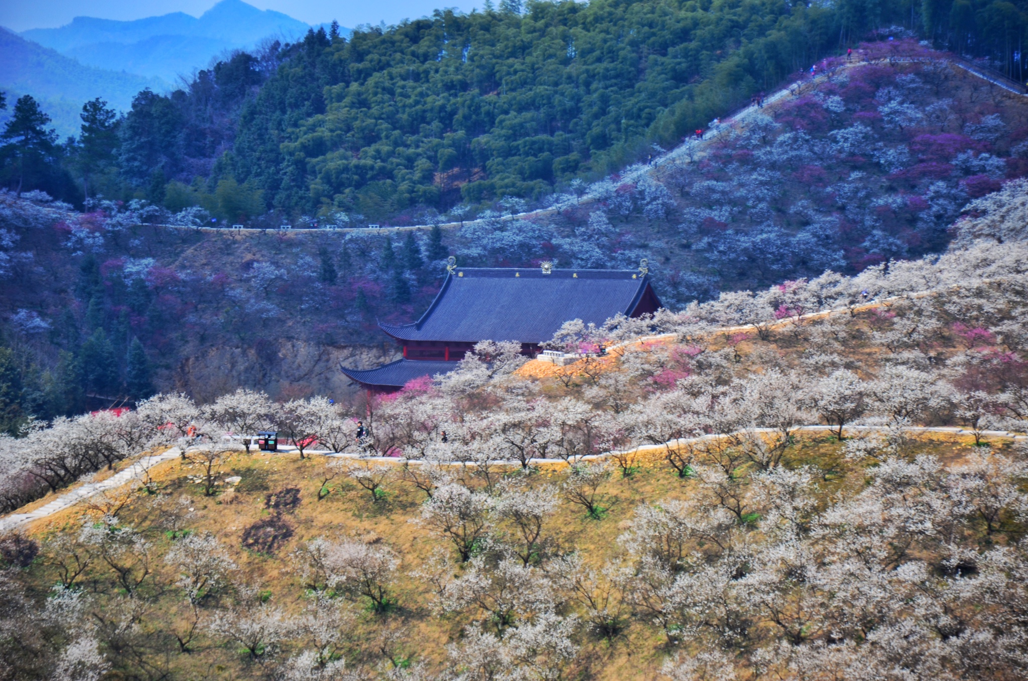 星期天户外旅行-千亩梅花盛宴安吉杭垓