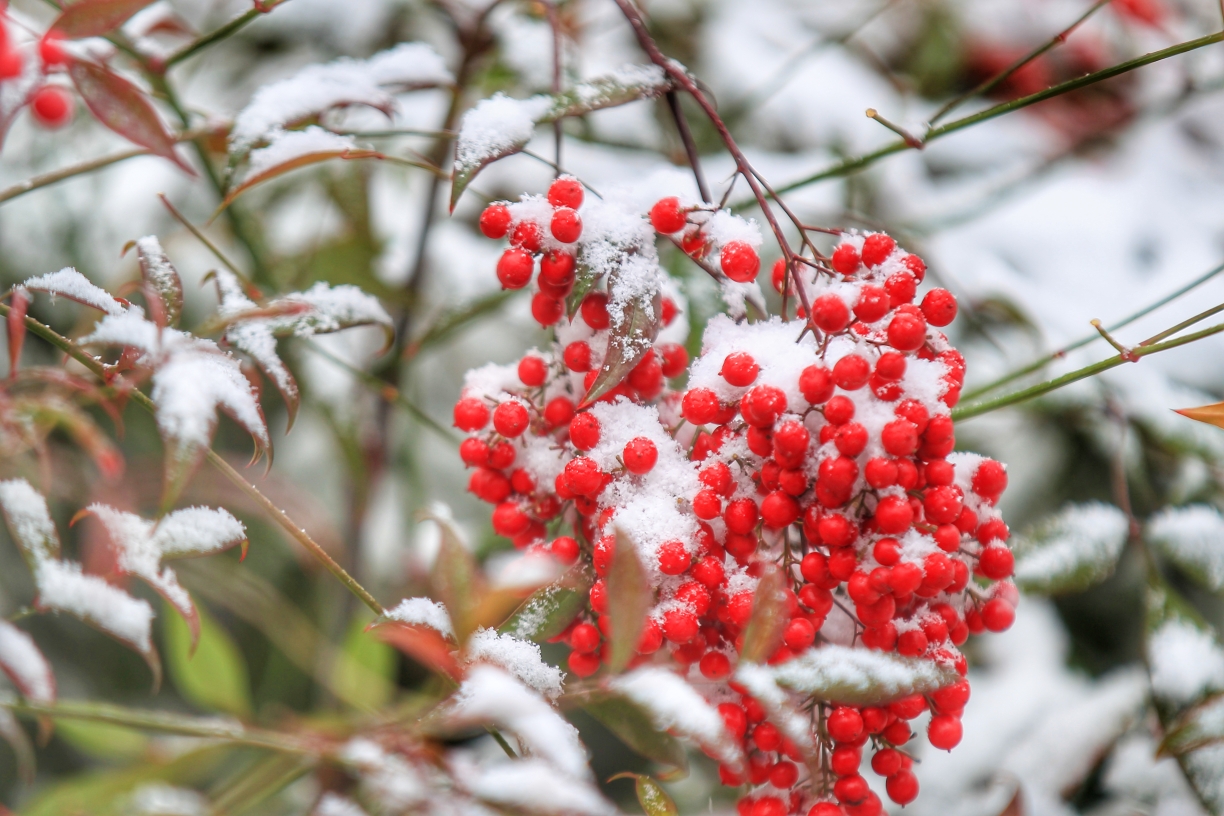 雪中红豆