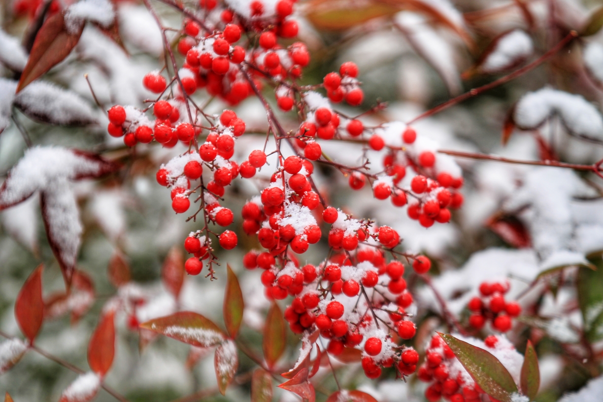 雪中红豆图片大全大图图片