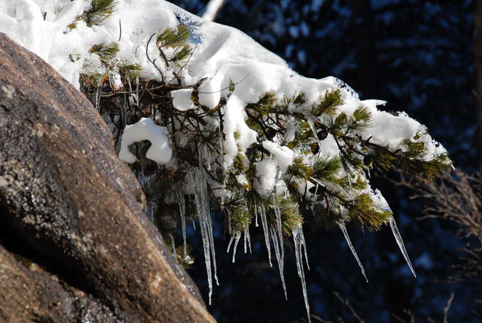 黄山松树上的冰挂,绽放美丽