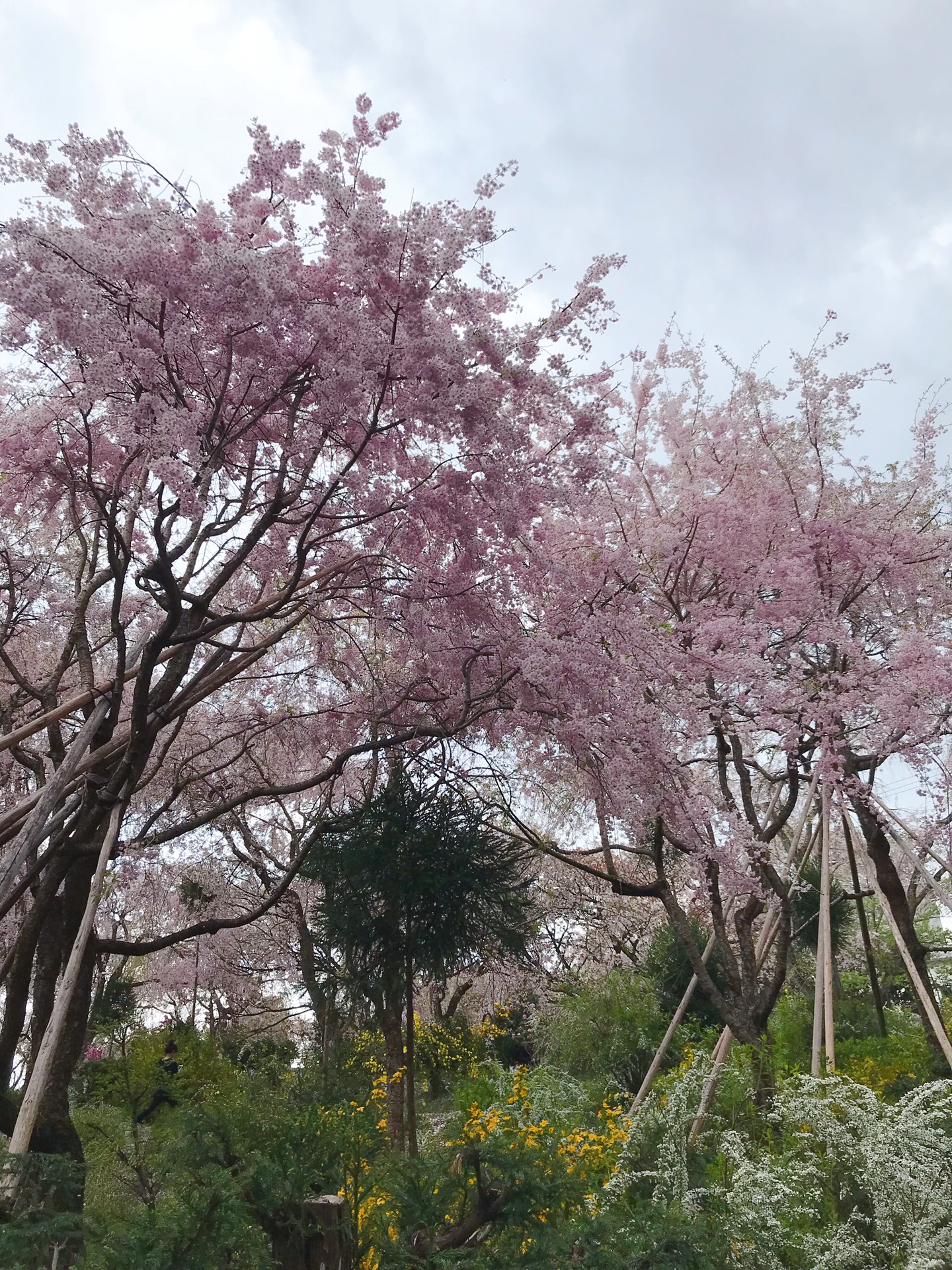 京都自助遊攻略