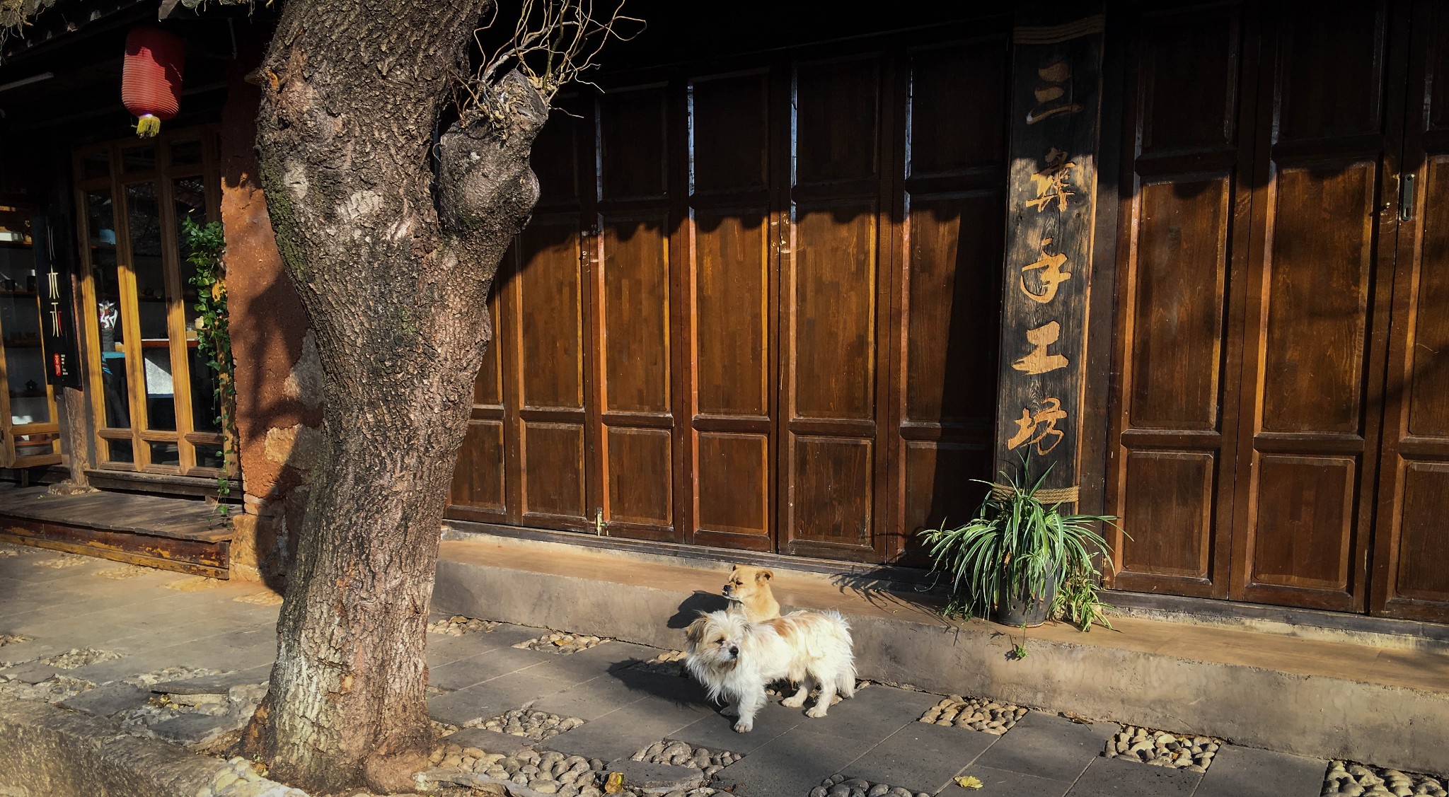 雨崩自助遊攻略