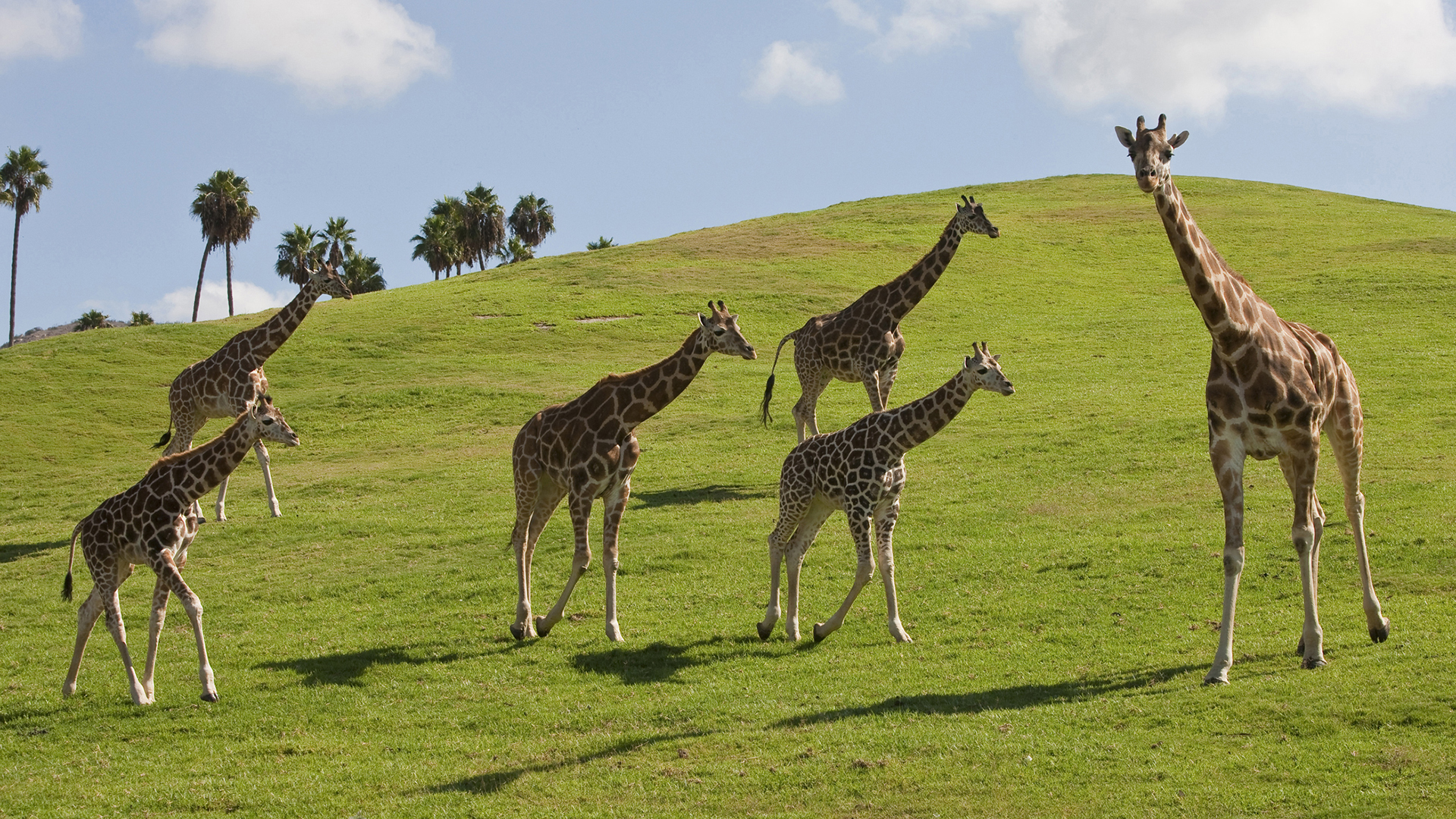圣地亚哥 圣迭戈野生动物园san diego zoo safari park (含园内观光